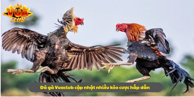 Game đá gà ấn tượng tại VuaClub